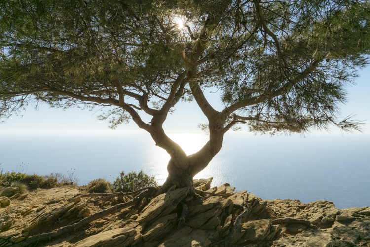 Un pin ancré dans la roche du Cap Canaille à Cassis surplombe la Méditerranée.