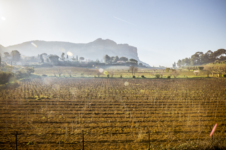 Les vignobles de Cassis par un matin d'hiver avec en arrière plan les falaises de Cassis.