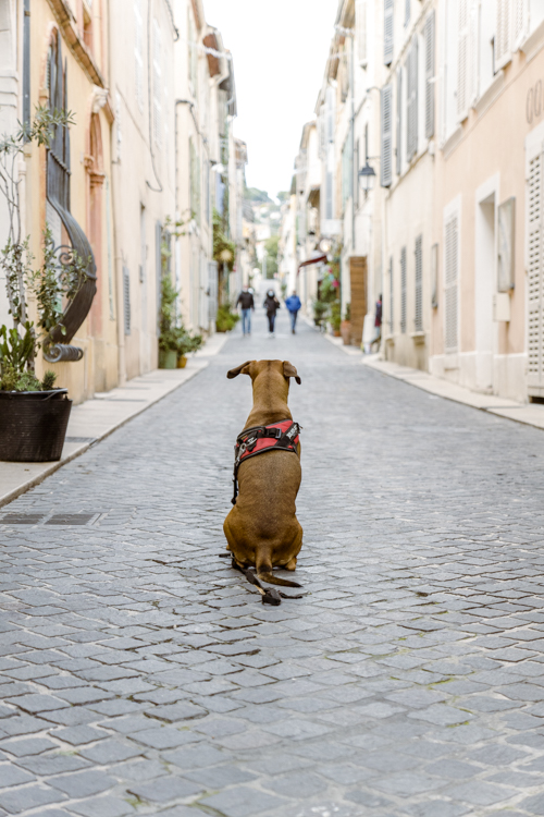 Un chien assis au milieu d'une rue de Cassis observe trois personnes au loin.