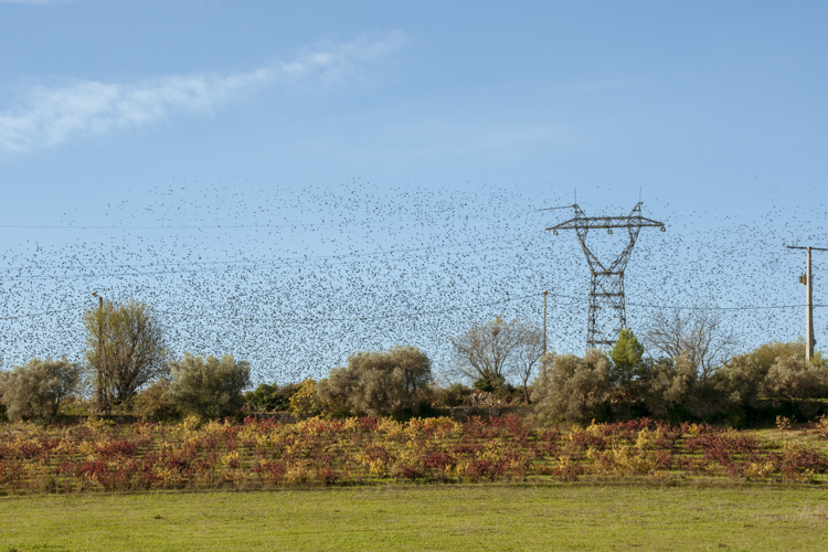 Une vol�e d'�tourneaux avant leur migration.
