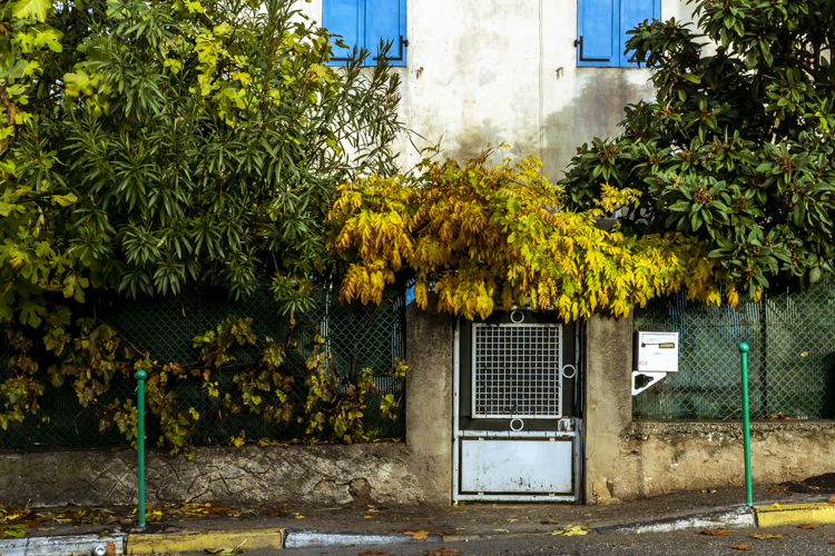 Un portail d'un maison envahit par les feuilles jaunissantes d'une glycine.
