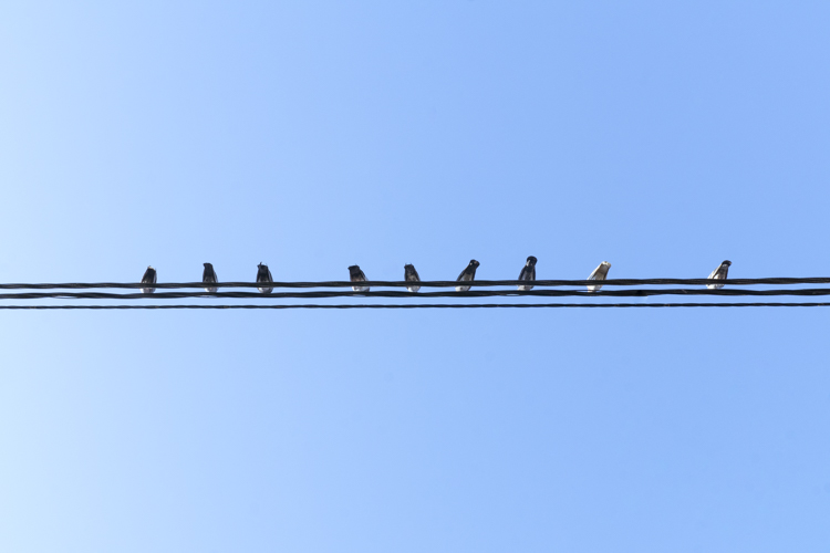 Une dizaine de pigeons posée sur un fil électrique et photographiée de dessous.