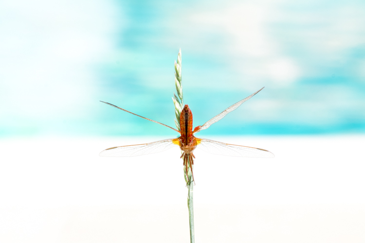 Un libellule rouge posée sur une herbe haute photographiée de dos, semble former un X avec ses ailes.