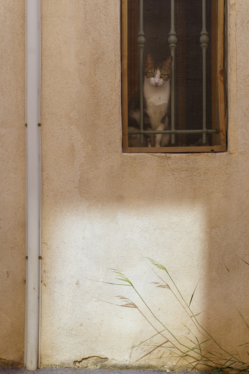 Un chat à une fenêtre et derrière une moustiquaire regarde les passants aller et venir dans la rue.