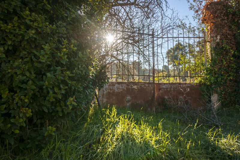 Un portail rouillé envahit par les herbes, le lierre, les branches d'arbre sous le soleil levant.