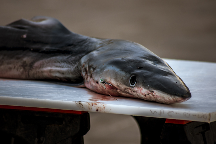 Un requin fraichement péché sur l'étal d'un pêcheur sur le Vieux-Port à Marseille.